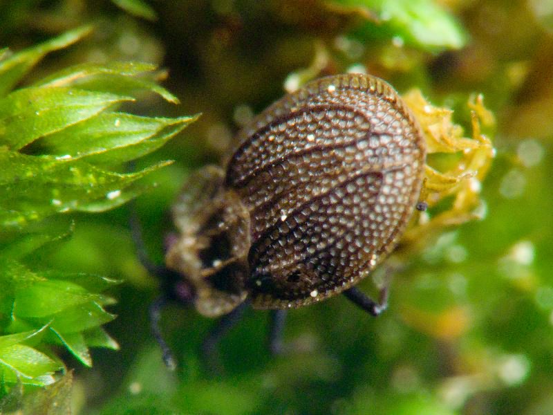 Acalypta marginata (Wolff, 1804)